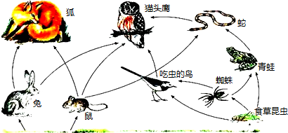 探索新版跑狗图，77777与88888的魅力交织