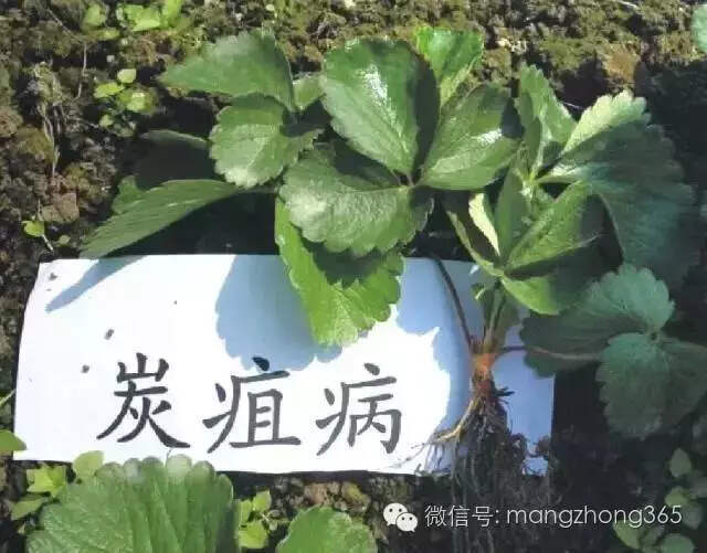 草莓最新病菌研究概况