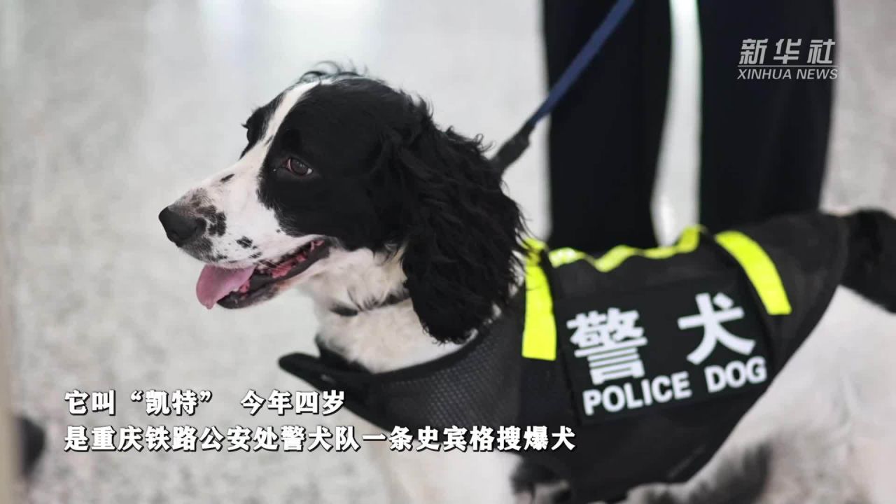 警犬安然，守护安全的新篇章